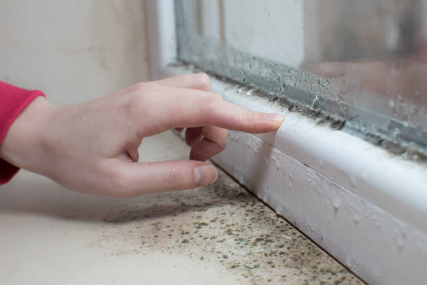 Best Commercial Mold Inspection  in Guyton, GA